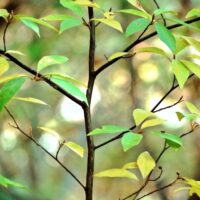 クロモジ精油(エッセンシャルオイル)- 日本原産の香木